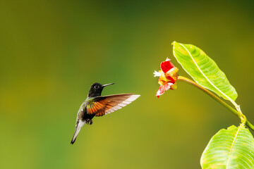 Obraz premium Close-up of a colorful and iridescent hummingbird in the rainforest, flying to collect nectar from a beautiful flower, against a blurred background.