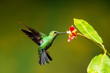 Obraz premium Close-up of a colorful and iridescent hummingbird in the rainforest, flying to collect nectar from a beautiful flower, against a blurred background.