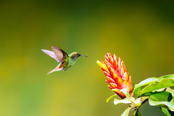 Obraz premium Close-up of a colorful and iridescent hummingbird in the rainforest, flying to collect nectar from a beautiful flower, against a blurred background.