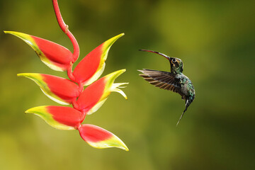 Obraz premium Close-up of a colorful and iridescent hummingbird in the rainforest, flying to collect nectar from a beautiful flower, against a blurred background.