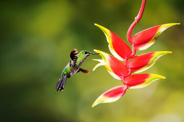 Obraz premium Close-up of a colorful and iridescent hummingbird in the rainforest, flying to collect nectar from a beautiful flower, against a blurred background.