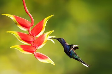 Obraz premium Close-up of a colorful and iridescent hummingbird in the rainforest, flying to collect nectar from a beautiful flower, against a blurred background.
