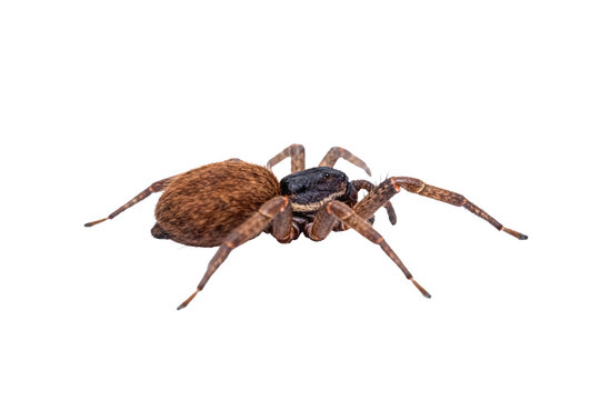 Brown Spider with Black Head on White Background