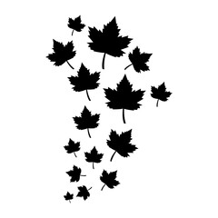 Swirl of falling maple leaves