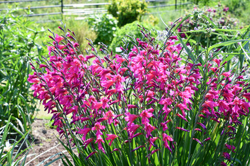 グラジオラス・ビザンティヌス　Byzantine gladiolus