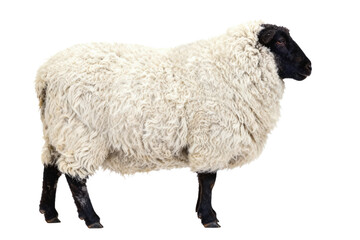 Naklejka premium White sheep with black face and legs