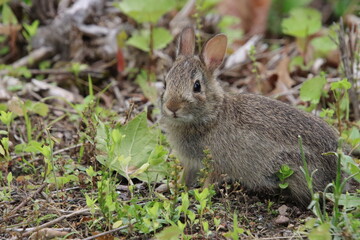 Fototapeta premium baby bunny in the grass