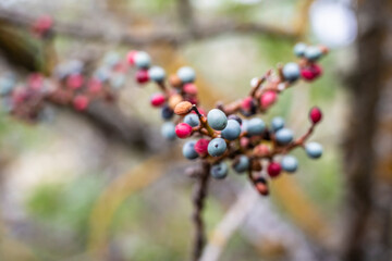 Close perspective capturing lively berries and natural backdrop, Intimate view of bright fruits on branch with dew in serene setting