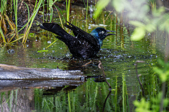 common grackle taking bath