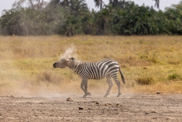 Fototapeta premium Zebra shaking off the dust after rolling in the dirt in Amboseli National Park in Kenya Africa KEN