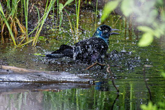 common grackle taking bath