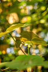 Green tropical leaves backlit by sunlight in forest, macro with warm bokeh