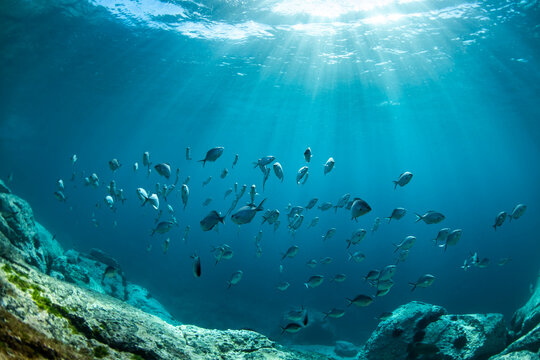 School of silver fish swimming in clear blue underwater light above rocky seabed in Australia, with sun rays filtering through the ocean surface.