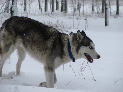 siberian husky in the snow