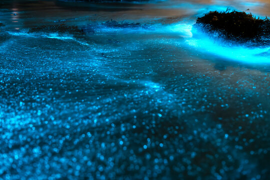 Bioluminescent waves glowing blue around coastal rock platforms at night in Jervis Bay, New South Wales, Australia, with illuminated water and calm ocean conditions.
