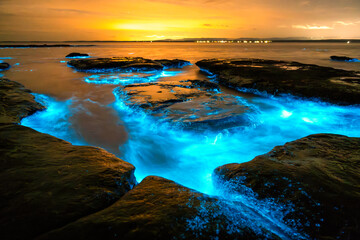 Bioluminescent waves glowing blue around coastal rock platforms at night in Jervis Bay, New South Wales, Australia, with illuminated water and calm ocean conditions. © Gary