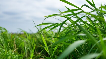 Fototapeta premium Wild Grass Bending Sharply Just Before Wind Changes Direction in Nature Scene