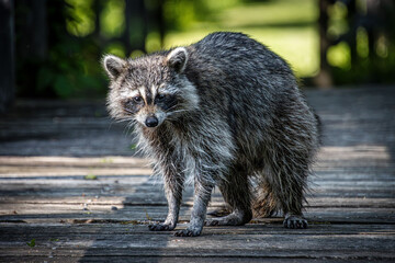 young mother raccoon on the prowl © SurfyArt