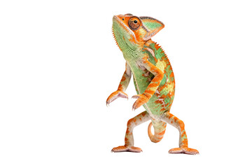 Obraz premium Colorful Chameleon Standing on Hind Legs