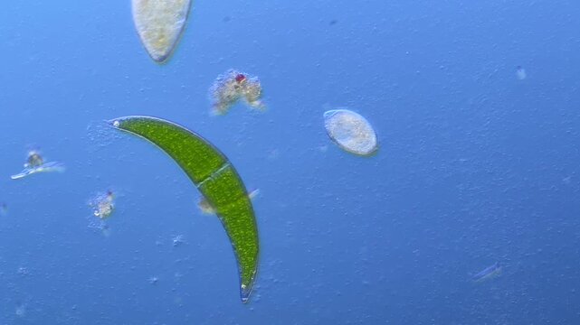 Paramecium and Closterium under the microscope at 100x Magnification