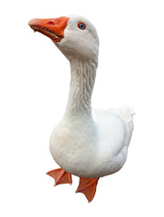 White domestic goose portrait isolated. © Luci Font