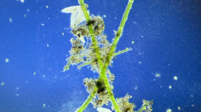 Large number of Paramecium under the microscope at 40x Magnification