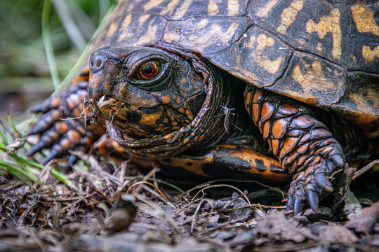 eastern box turtle