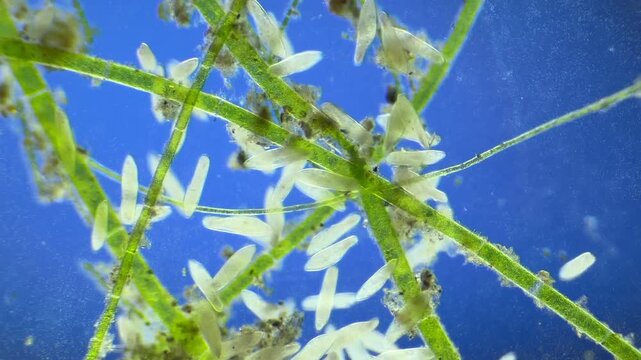 Large number of Paramecium under the microscope at 40x Magnification