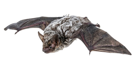 Obraz premium A Bat in Flight with Open Wings transparent background