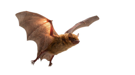 Fototapeta premium A bat flying with wings spread against the sky. The bat is brown, with wings outstretched transparent background