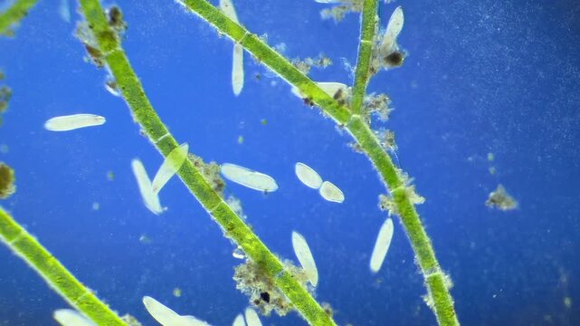 Large number of Paramecium under the microscope at 40x Magnification