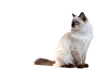 Obraz premium Beautiful Ragdoll Cat with Blue Eyes