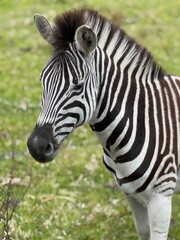 Fototapeta premium Close-up portrait of a zebra standing in green grassland