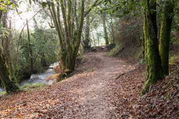 Obraz premium Beautiful natural landscape featuring a walking path, mossy trees, and a clear flowing river in the background.