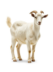 Fototapeta premium Cute white goat standing on transparent background, studio shot