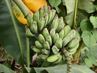 kepok banana (Musa acuminata &times; balbisiana) in tropical nature Borneo