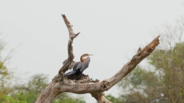 Goliath Heron Flew Away From The Branch Of Tree In Murchison Falls National Park, Uganda. - tracking shot