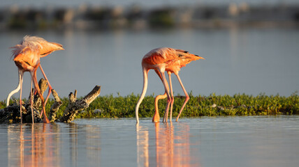 Pink flamingo in the water © Victor