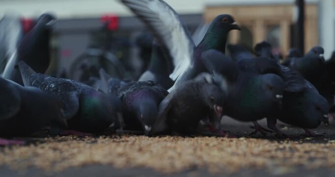 Close group of pigeons clustered together on city pavement pecking and eating seed on ground