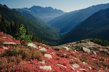 Subalpine Mountain Landscape with Red Autumn Shrubs