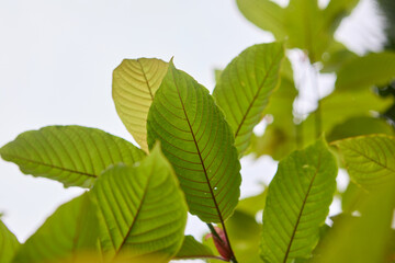 Close-up view of mitragyna speciosa or Kratom leaf on field