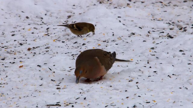 Mourning dove (Zenaida macroura) with an American goldfinch (Spinus tristis) in the background, eating birdseed from the snow covered ground outdoors 
