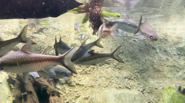 School of Tinfoil Barbs and Clown Loaches Swimming in Freshwater River