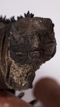 Close Up Portrait of a Black Hydrosaurus Lizard on White Background