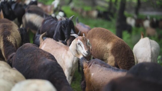 Goat Herd Movement, Livestock In Forest, Rural Goat Flock, Goats Walking Together Stock Video.


