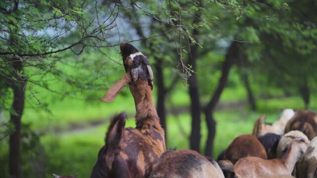Goat Grazing Forest, Rural Goats Herd, Livestock In Woodland, Goats In Nature Stock Video.

