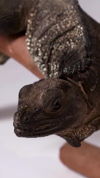 Close Up Profile of a Black Sailfin Lizard on a Hand