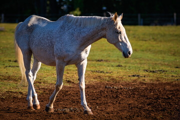 Obraz premium Fleabitten Gray Horse Walking Across Open Dirt & Grass Paddock Under Golden Hour Evening Sunlight - horizontal