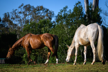 Obraz premium Bay and Fleabitten Gray Horses Grazing in Lush Green Pasture with Forest Background under Bright Daylight