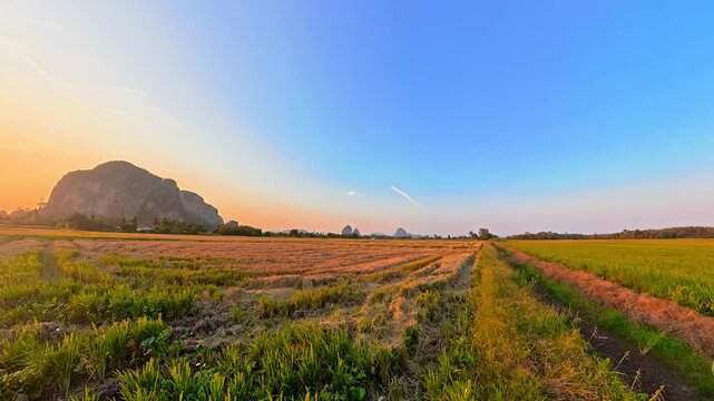 Bukit Keteri rice fields during golden hour in Perlis Malaysia